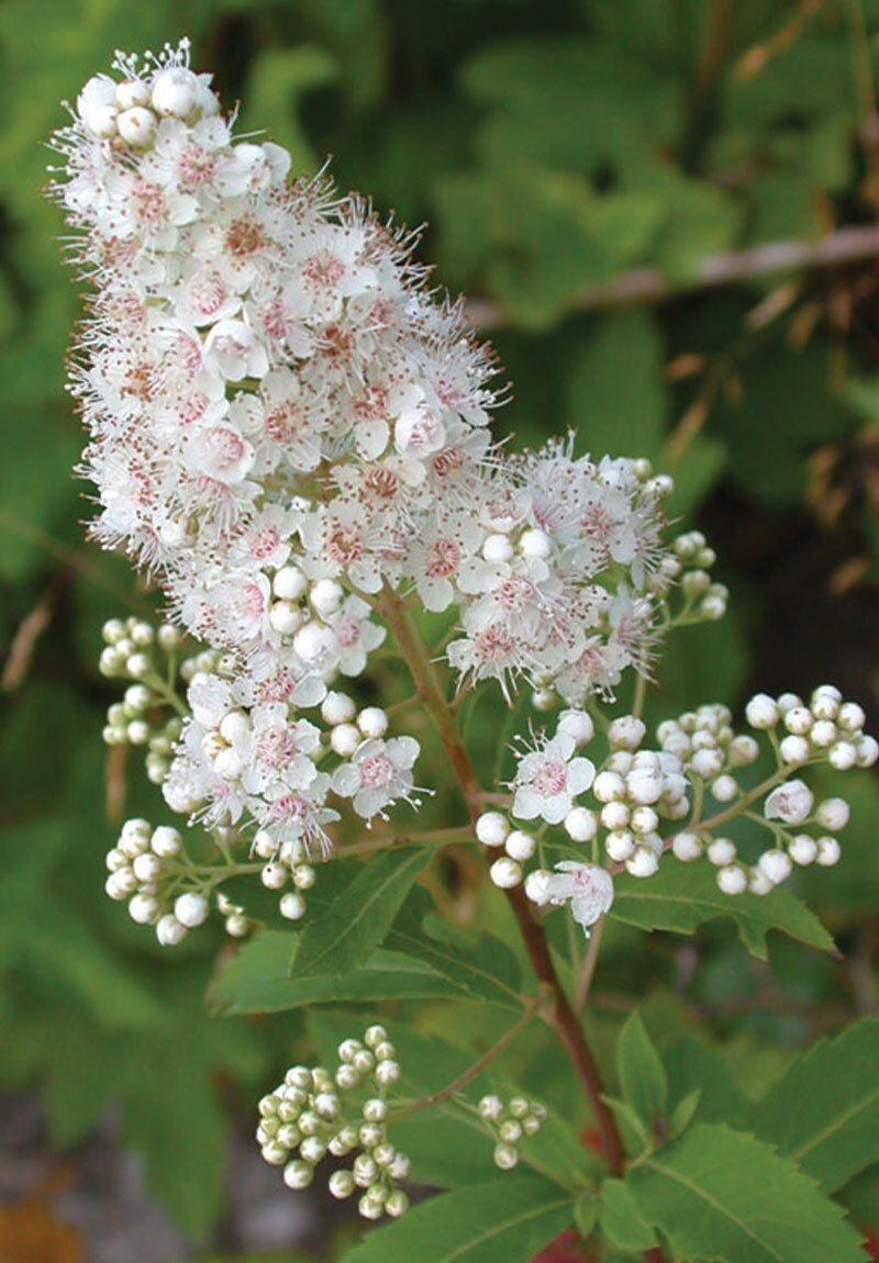 Wisconsin Native Shrubs Johnson S Nursery Knowledgebase