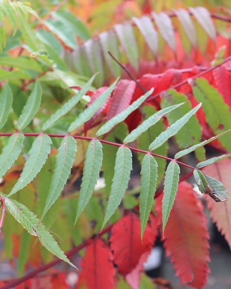 Wisconsin Native Shrubs Johnson S Nursery Knowledgebase