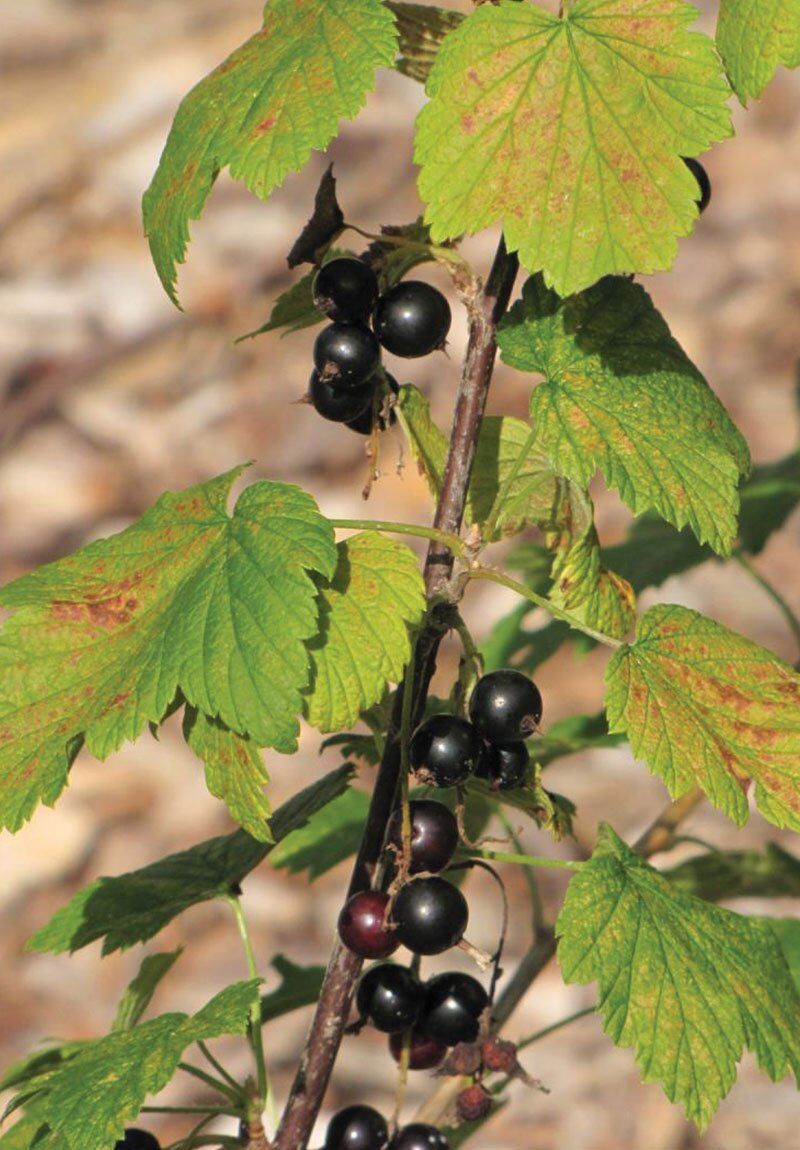 Wisconsin Native Shrubs Johnson S Nursery Knowledgebase