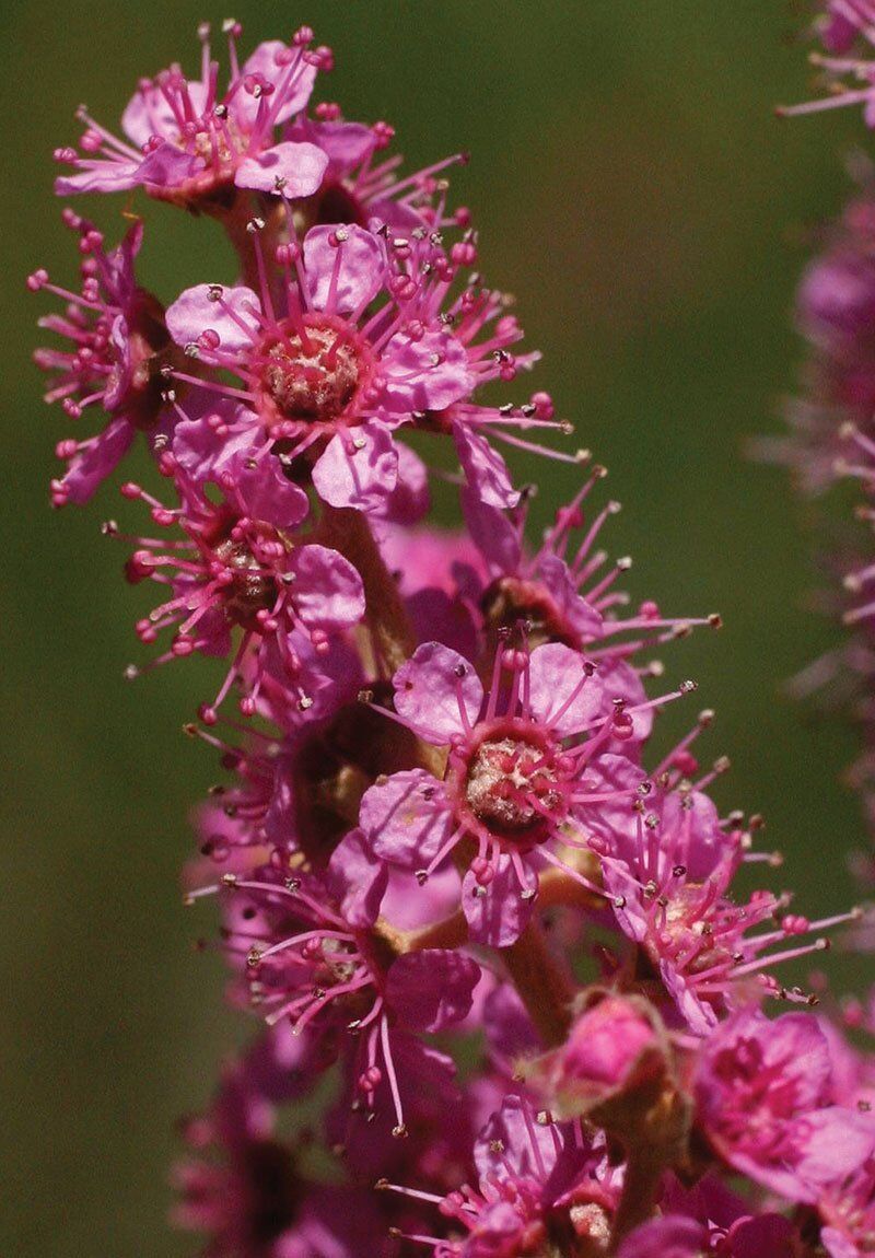 Wisconsin Native Shrubs Johnson S Nursery Knowledgebase