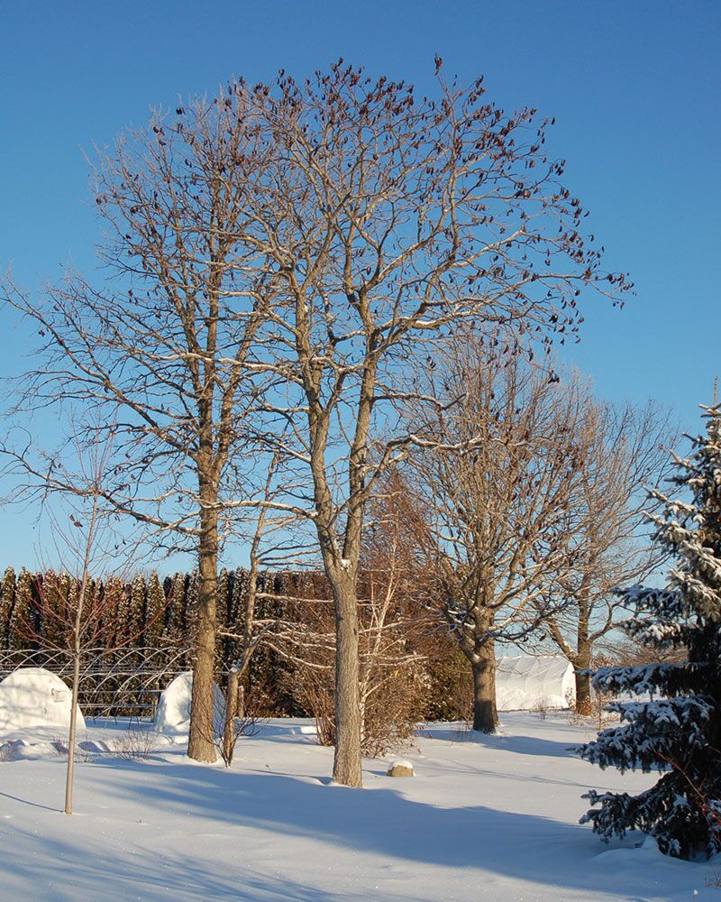 Kentucky Coffeetree Johnson S Nursery Kb