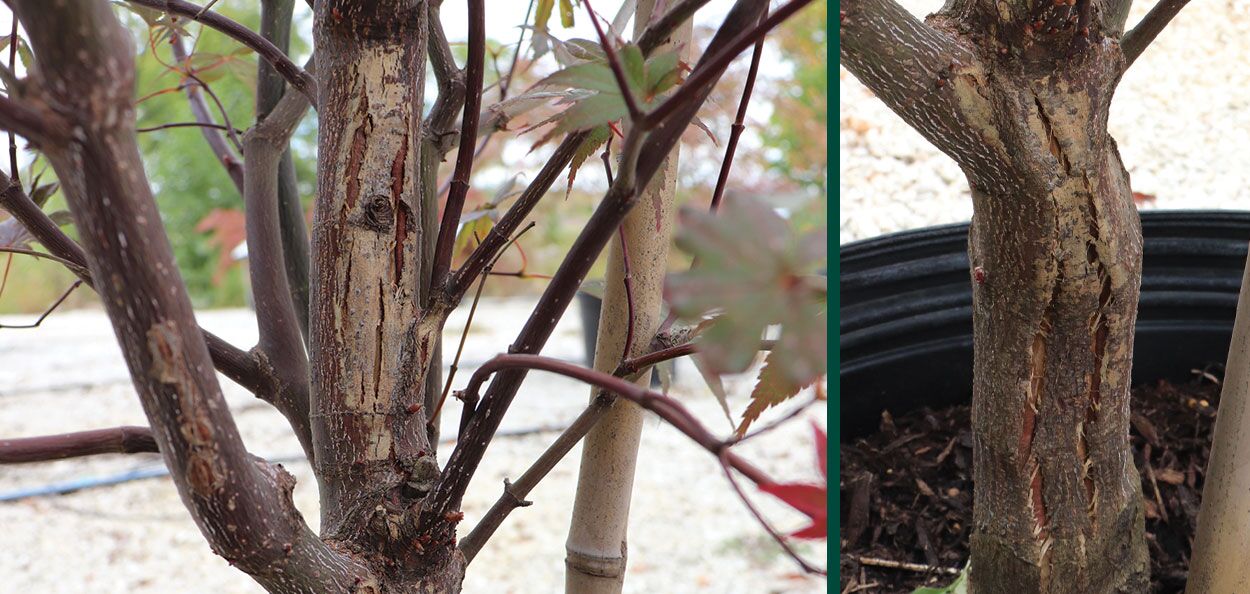 Japanese Maples are a highly coveted landscape plant for many good reasons. They have a lot going for them, such as distinctive foliage in leaf form a…