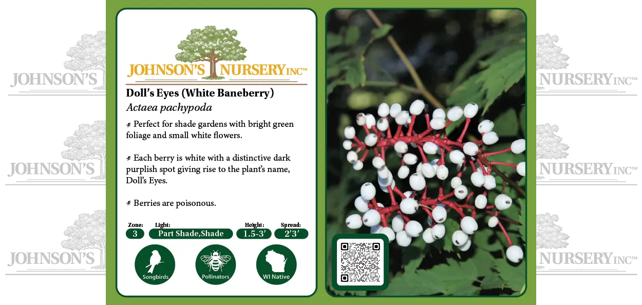 Doll's Eyes (White Baneberry) | Johnson's Nursery | KB