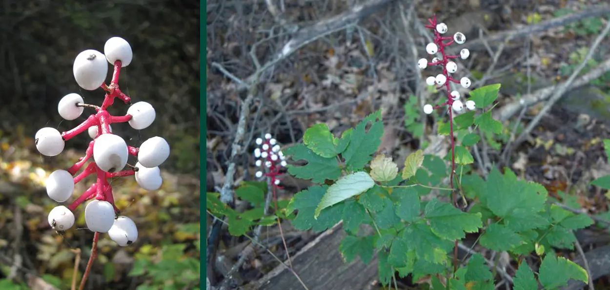 Doll's Eyes (White Baneberry) | Johnson's Nursery | KB