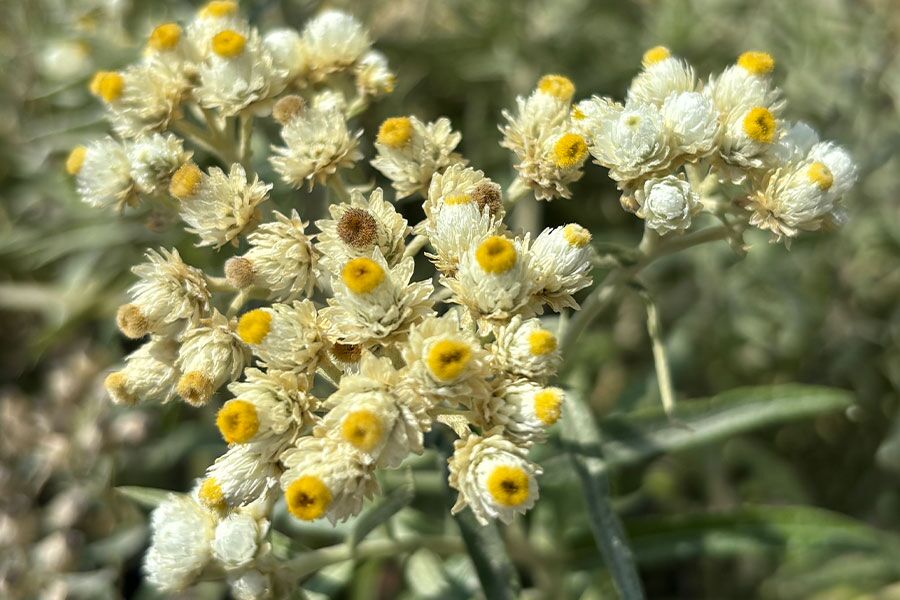Pearly Everlasting | Johnson's Nursery | KB
