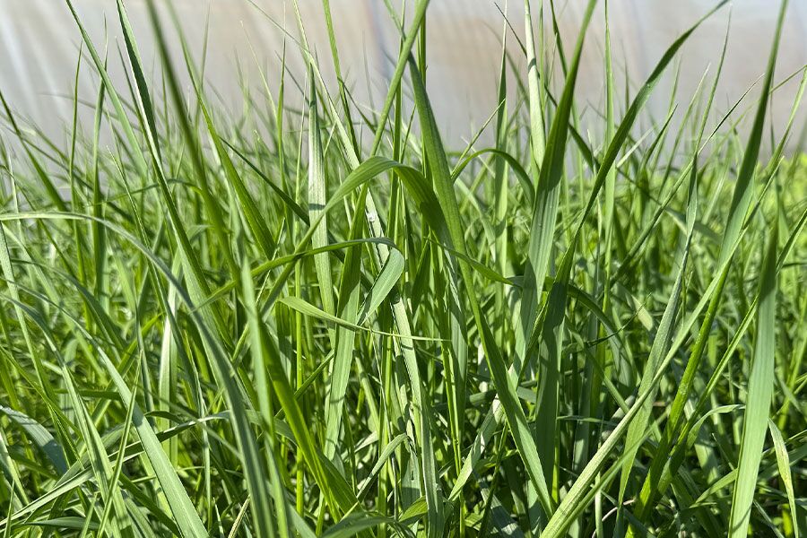 Sweet Grass | Johnson's Nursery | KB