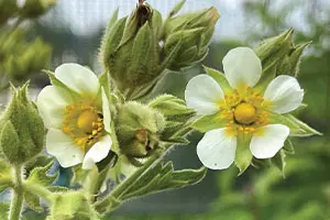 Tall (Prairie) Cinquefoil | Johnson's Nursery | KB