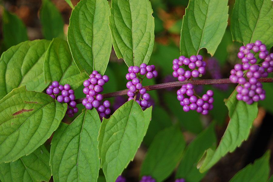 Callicarpa Early Amethyst Beautyberry