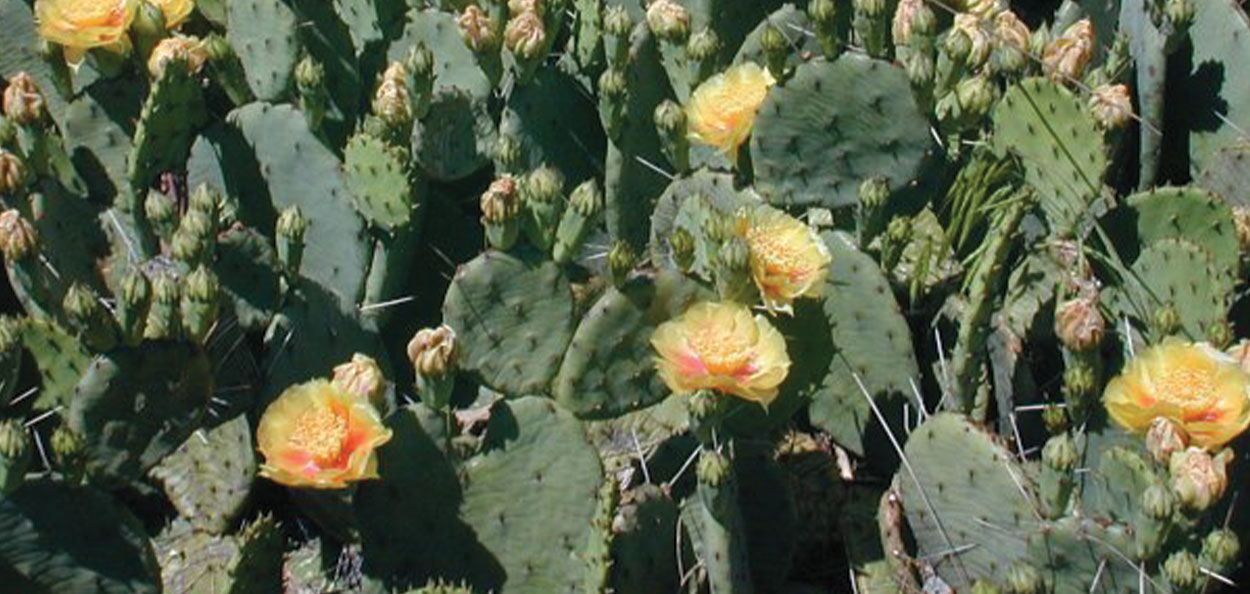 too much sun succulent Shop 'String of Tears