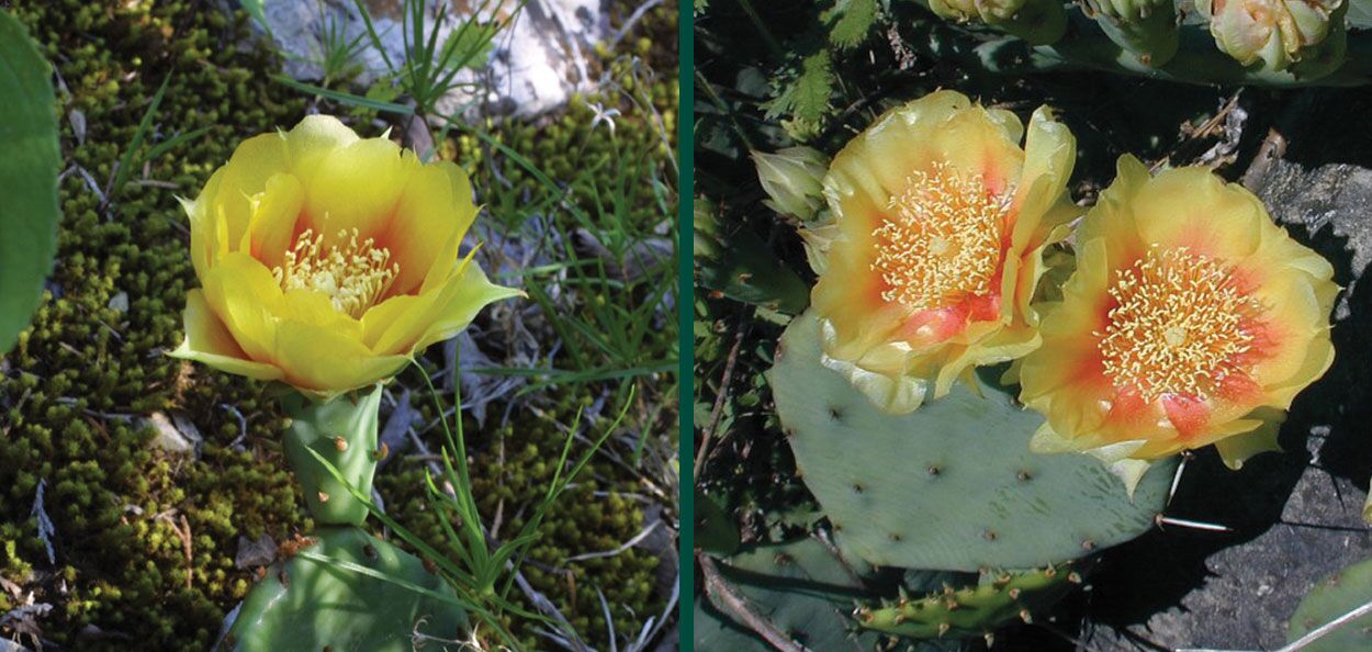 Eastern Prickly Pear | Johnson's Nursery | KB