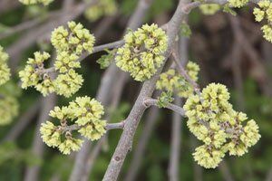 Find Plants | Johnson's Nursery | KB