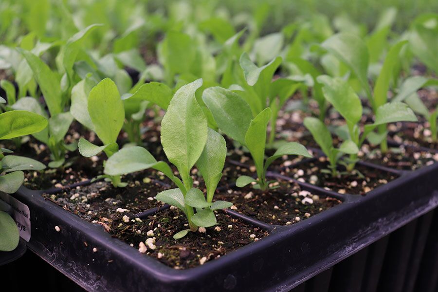 We are plugged into plugs! Plants in plug sizes are available for sale at our nursery in Menomonee Falls, WI. Learn about plugs, and which plants we …