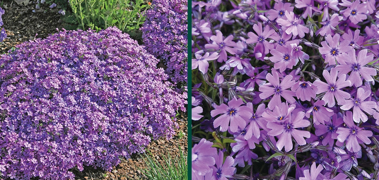 Purple Beauty Creeping Phlox | Johnson's Nursery | KB
