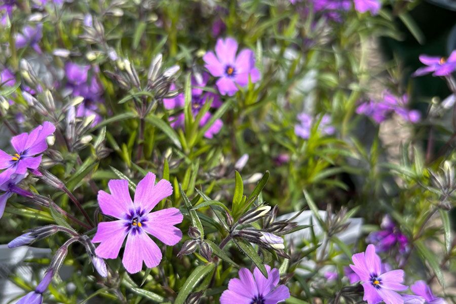 Purple Beauty Creeping Phlox | Johnson's Nursery | KB