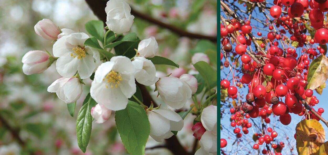 Take A Look About Donald Wyman Crabapple