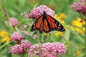 red milkweed asclepias incarnata monarch catalog Red Milkweed is a fast-growing, wet soil-loving, Wisconsin native perennial with beautiful deep pink flowers that attract many insects. The Monarch Bu…