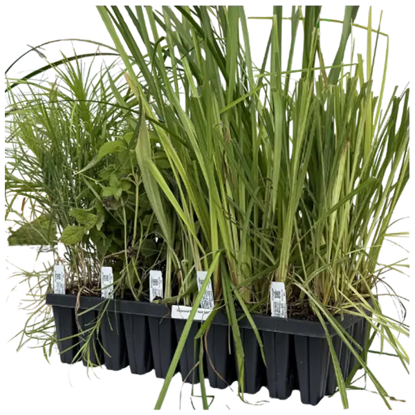 pompom plants Dianthus x Mountain Frost™ 'Pink Pompom' (Garden Pinks) – Perennial Farm  Marketplace