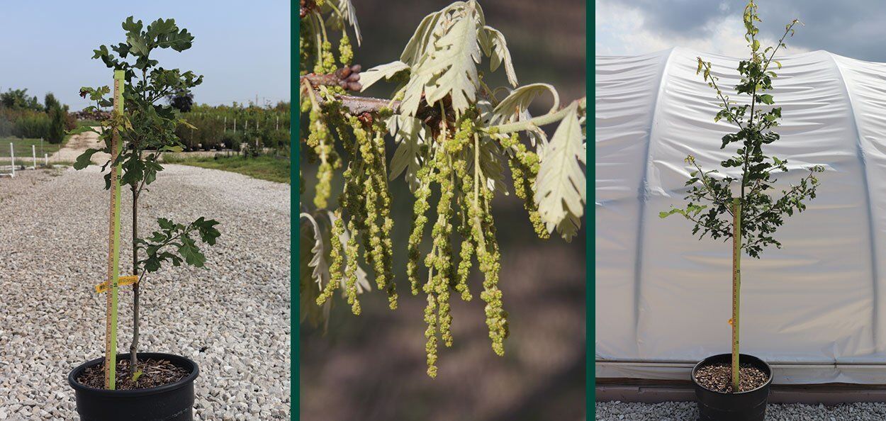 White Oak | Johnson's Nursery | KB