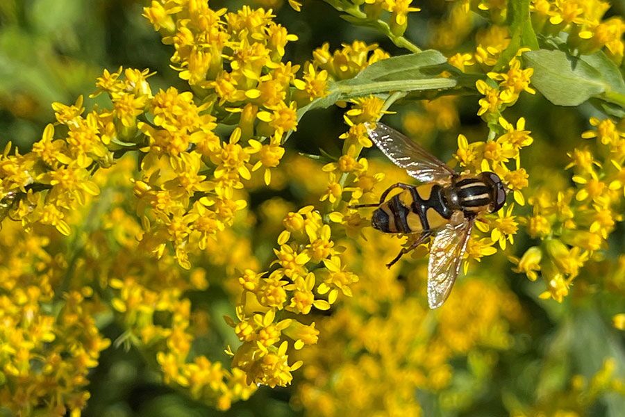 Learn more about the family of Wisconsin native Goldenrod, which are a staple in our landscape, and clearly marked by their showy golden fall flowers...