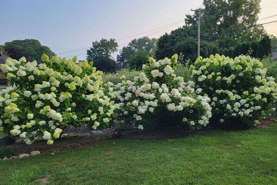 We've compiled a list of recommendations for low-maintenance, hardy plants including different trees, shrubs, and perennials to choose from...