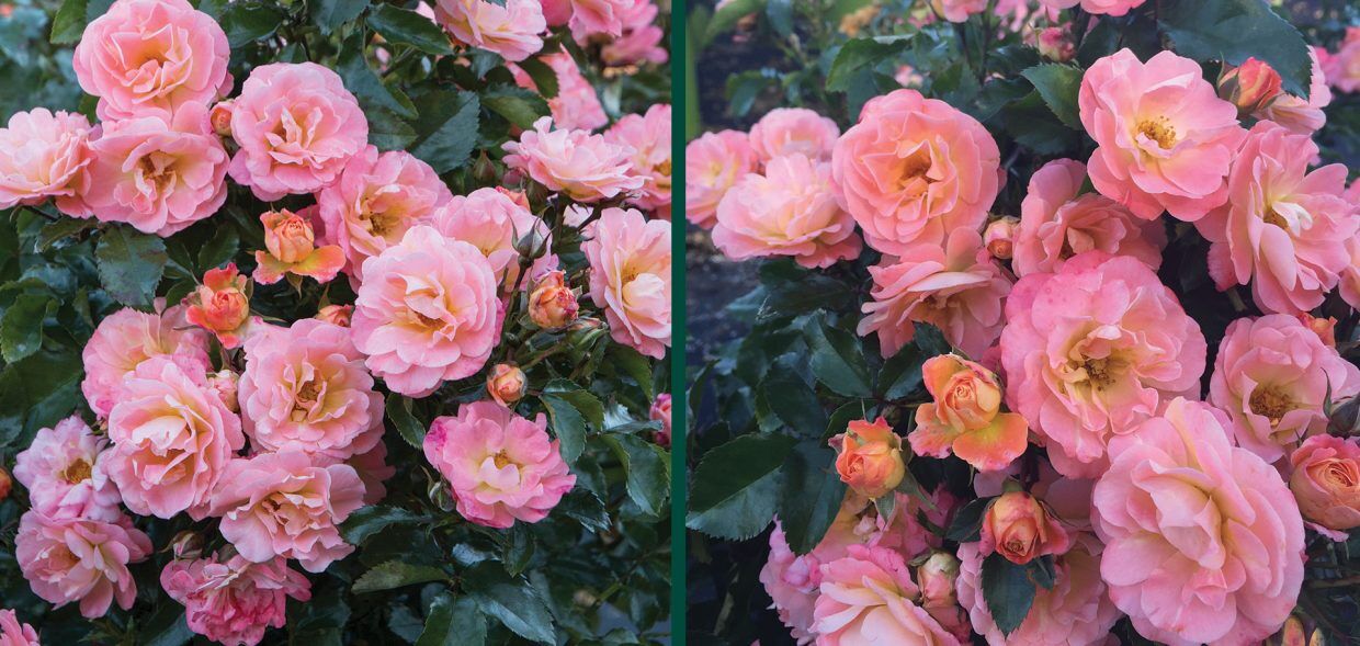 Peach Drift Rose | Johnson's Nursery | KB