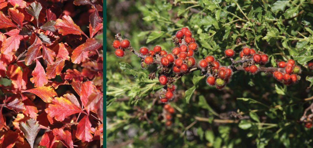 Lacette™ Fragrant Sumac | Johnson's Nursery | KB