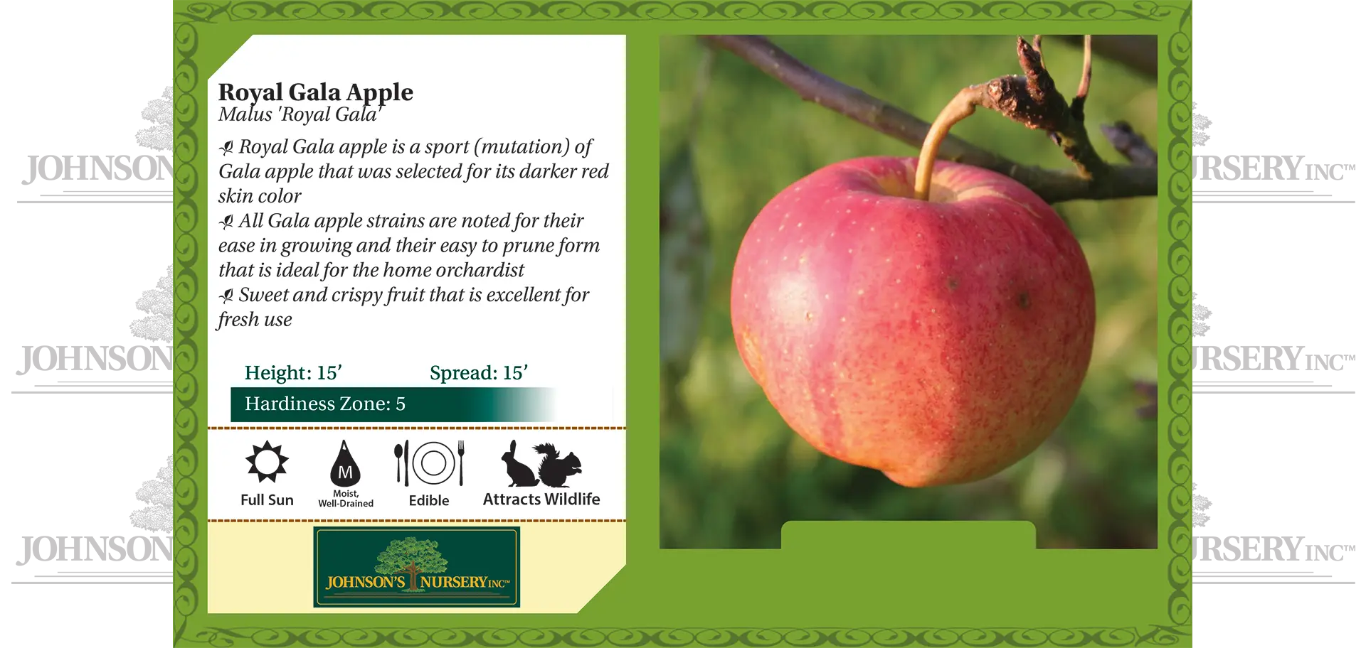 Royal Gala® Apple | Johnson's Nursery | KB
