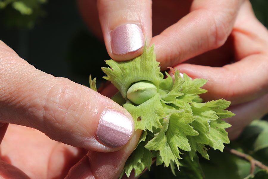 american filbert hazelnut corylus americana ftimg A Wisconsin native suckering shrub that features catkins in the spring, edible nuts that ripen in early fall, and orange-red fall colors, and commonly use…