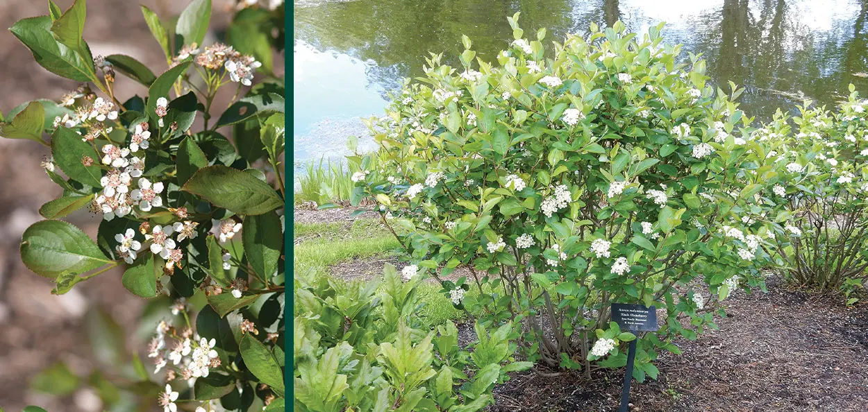 callisia plant Callisia Elegans, 2" Plant, The Plant Farm