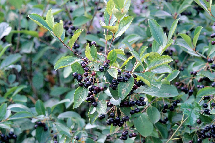 glossy black chokeberry aronia melanocarpa var elata wisconsin native shrubs v2 ftimg Glossy Black Chokeberry is a suckering shrub native to Wisconsin with four-season interest. It has fragrant white flower clusters in Spring, brilliant…