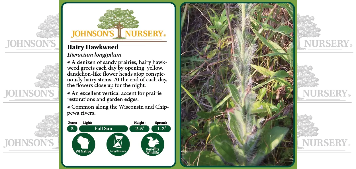 Hairy Hawkweed | Johnson's Nursery | KB