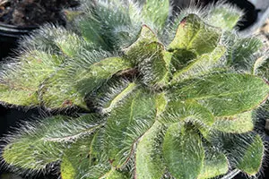 Hairy Hawkweed | Johnson's Nursery | KB
