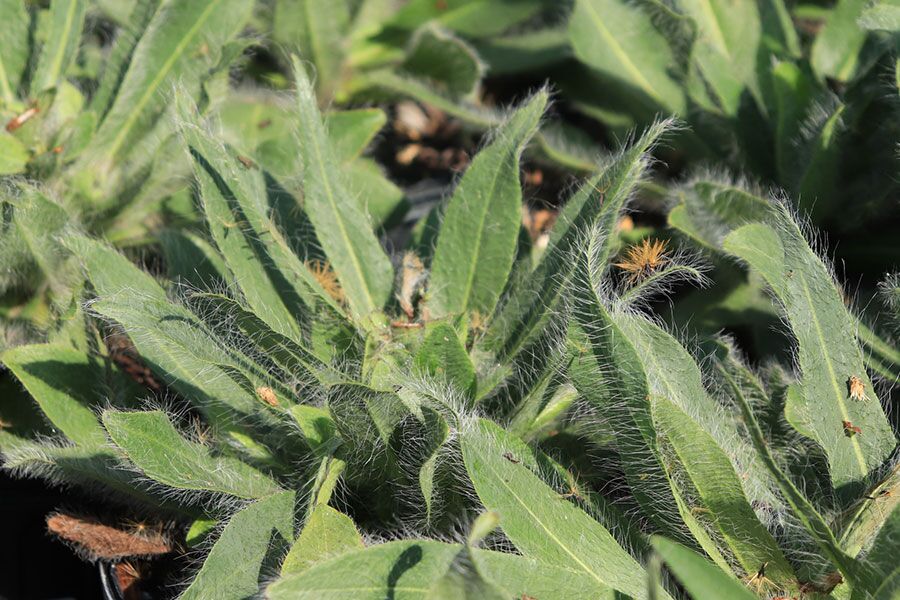 Hairy Hawkweed | Johnson's Nursery | KB