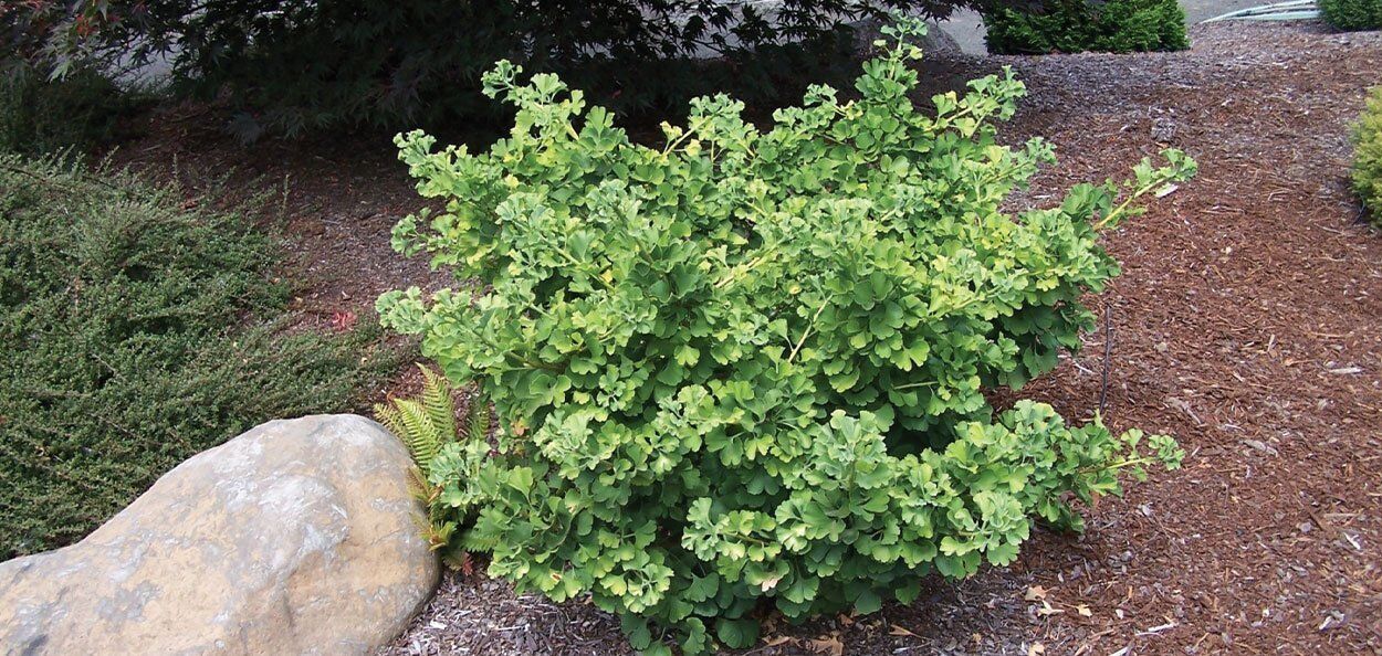 citrina plants Hoya citrina – Steve's Leaves main image 1