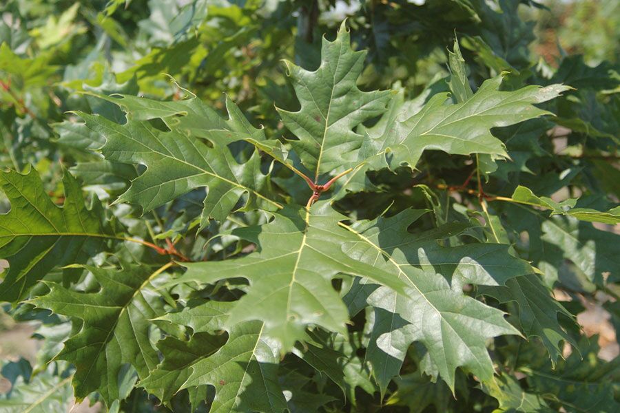 red oak quercus rubra ftimg A Wisconsin native tree that shines as a specimen or street tree with its brilliant red fall color, deep green leaves in summer, and silvery smooth bar…