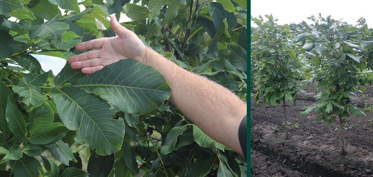 Shagbark Hickory | Johnson's Nursery | KB