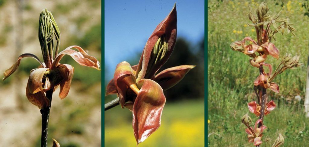 Shagbark Hickory | Johnson's Nursery | KB