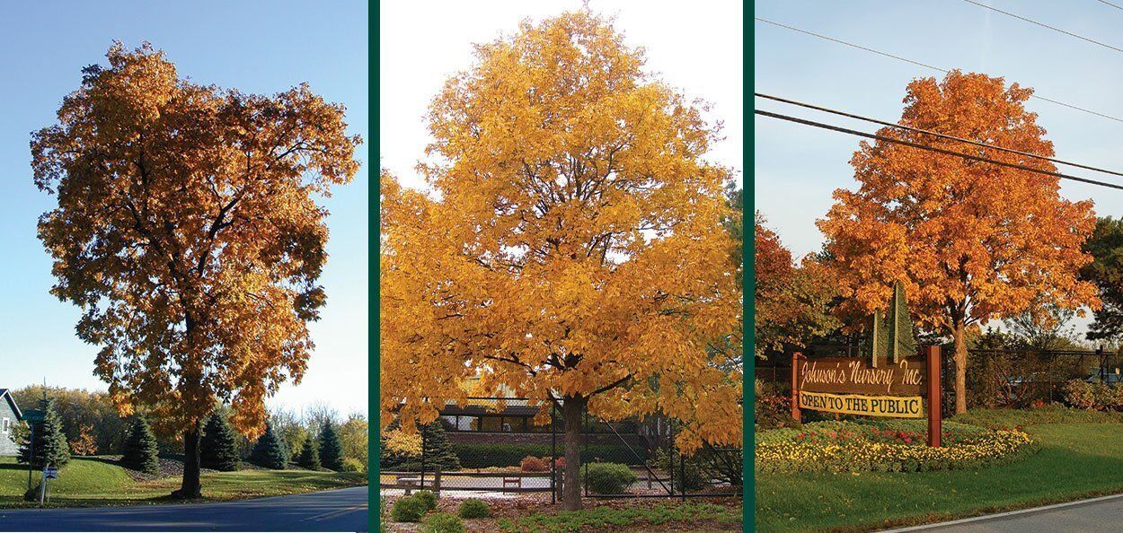 Shagbark Hickory | Johnson's Nursery | KB