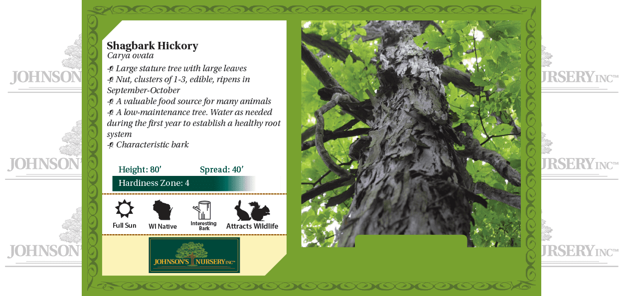 【ジョアン　アイザック】Shagbark Hickory Distinctive Shagbark Hickory is the January Tree of the