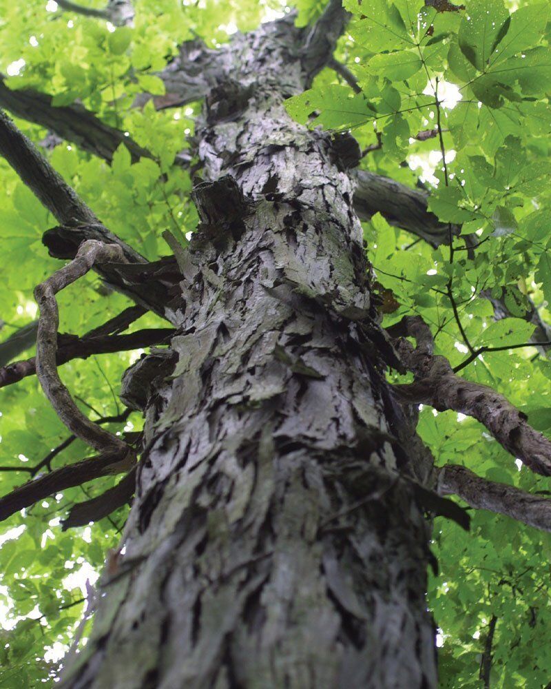価格は安く Shagbark Hickory | Johnson's Nursery | KB 版画