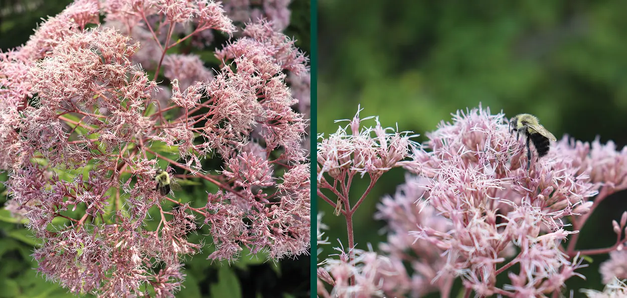 A Wisconsin native perennial with umbels of light pink flowers that sit atop spotted stems that can reach up to seven feet tall! Grows in wet prairies, m…