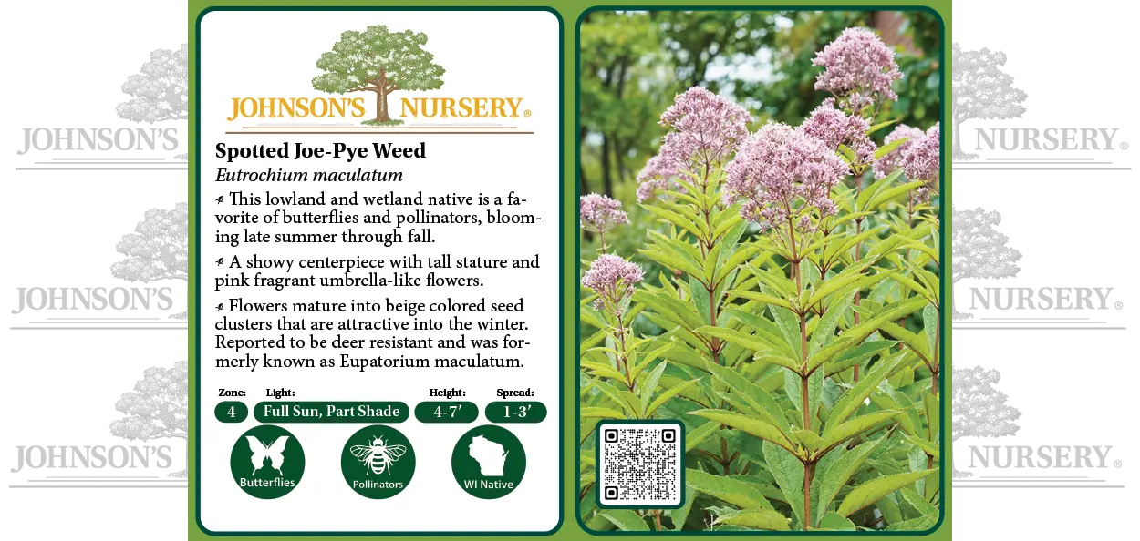 A Wisconsin native perennial with umbels of light pink flowers that sit atop spotted stems that can reach up to seven feet tall! Grows in wet prairies, m…