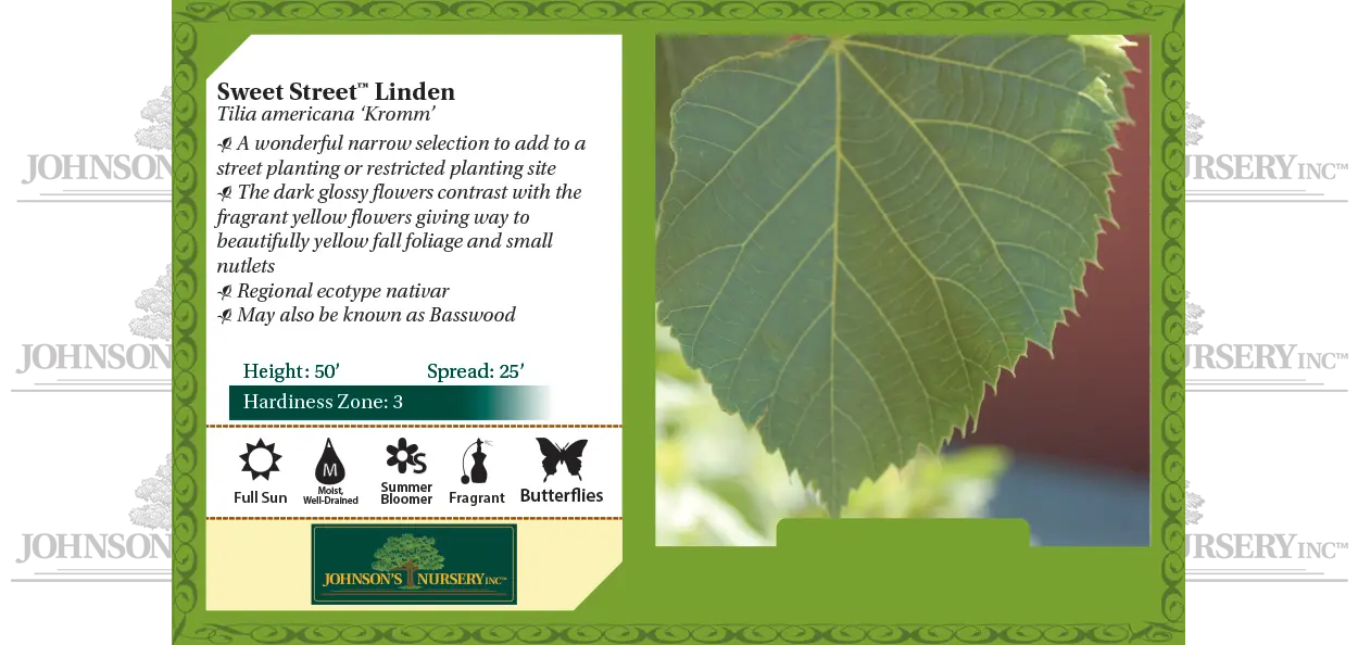 Sweet Street™ Linden is a wonderful narrow selection to add to a street planting or restricted planting site. The dark glossy leaves contrast with the …