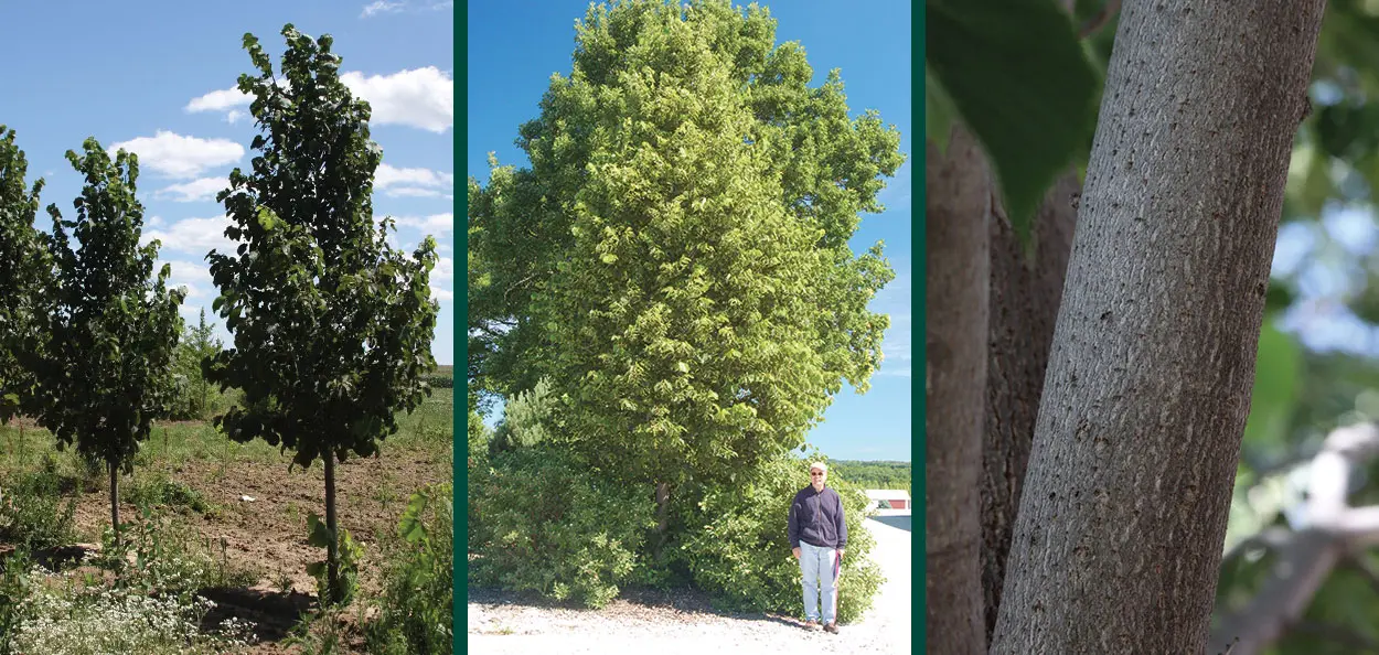 sweet street linden tilia americana kromm field tree bark Sweet Street™ Linden is a wonderful narrow selection to add to a street planting or restricted planting site. The dark glossy leaves contrast with the …