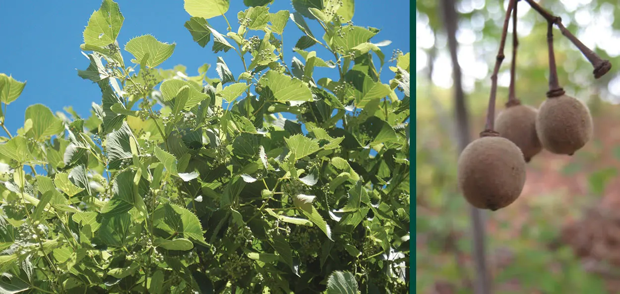 sweet street linden tilia americana kromm nutlet buds foliage johnson’s nursery menomonee falls Sweet Street™ Linden is a wonderful narrow selection to add to a street planting or restricted planting site. The dark glossy leaves contrast with the …