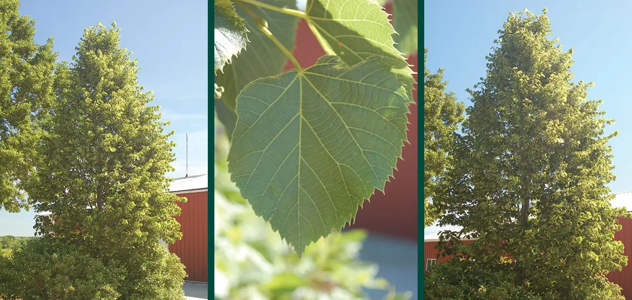 sweet street linden tilia americana kromm pyramidal shade tree serrated leaf sawtooth Sweet Street™ Linden is a wonderful narrow selection to add to a street planting or restricted planting site. The dark glossy leaves contrast with the …
