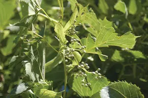 sweet street linden tilia americana kromm v2 catalog Sweet Street™ Linden is a wonderful narrow selection to add to a street planting or restricted planting site. The dark glossy leaves contrast with the …