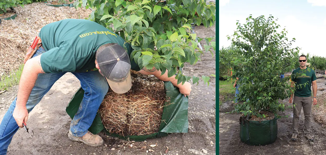 Yellow Birch | Johnson's Nursery | KB