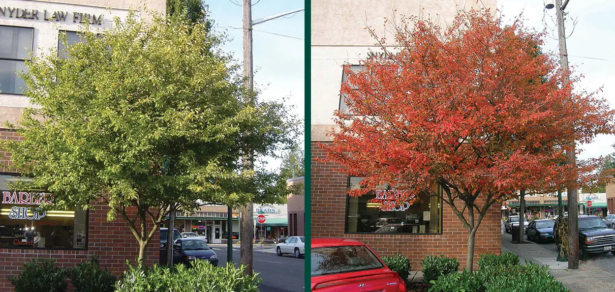Serviceberry Examples Autumn Brilliance® Serviceberry | Johnson's Nursery | KB