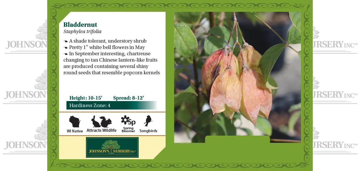 Bladdernut | Johnson's Nursery | KB